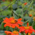 Tithonia rotundifolia 'Torch' (2)